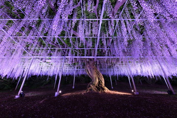 足利フラワーパーク