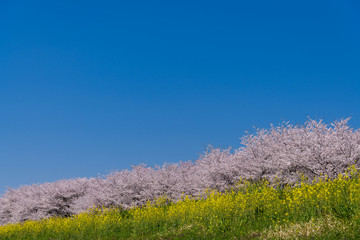 菜の花と桜
