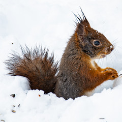 Wild life in my garden