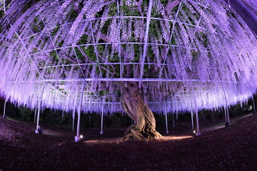 足利フラワーパーク