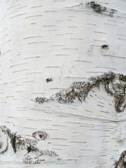 Birch trunk texture