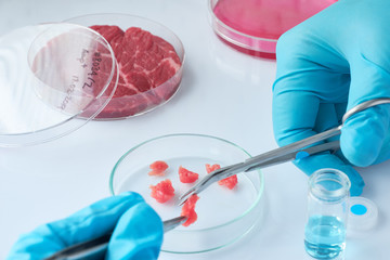 Meat sample in open  disposable plastic cell culture dish in modern laboratory or production facility