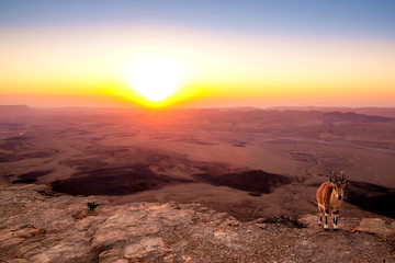Naklejka premium mountain goats over the sunrise landscape view in Mitzpe Ramon, Israel