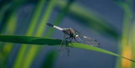 Dragonfly