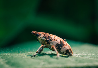 Beetle