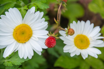 wild strawberry on the background of field daisies