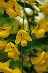 Fototapeta premium Wisteria flower with yellow petals on a branch with green leaves on a spring day