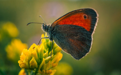 Obraz premium Butterfly