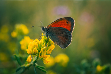 Obraz premium Butterfly