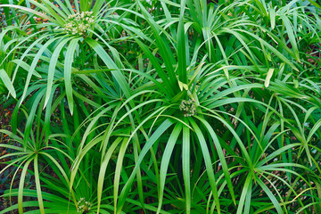Umbrella plant (Cyperus alternifolius). Called Umbrella palm, Umbrella papyrus and Umbrella sedge also. Another scientific name is Cyperus involucratus.