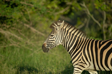 Zebra in the late afternoon light