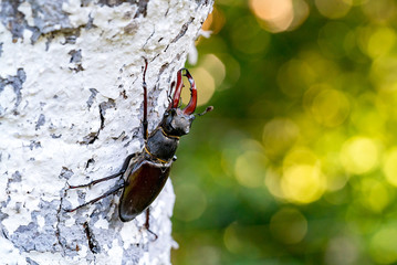 Stag Beetle Lucanus cervus outdoor scene in Natural Habitat