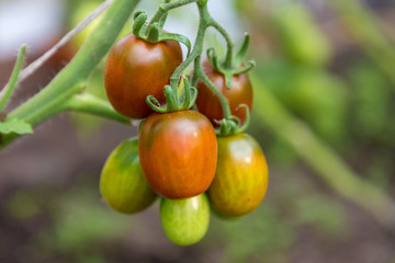 tomatoes on a vine in the garden