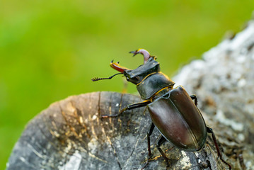 Stag beetle on a tree. Big horned beetle Lucanus cervus .