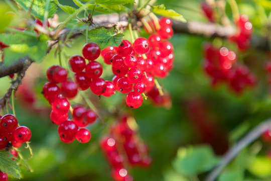berries of red currant on bush