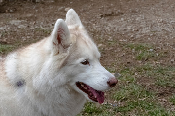 Obraz premium ritratto di cane