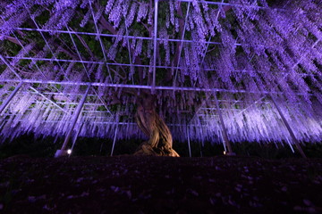 足利フラワーパーク