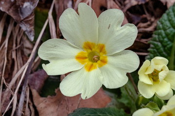 macro di una primula di campo