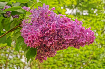 Lilac, purple and pink lilac flowers on a branch with green leaves on a spring sunny day