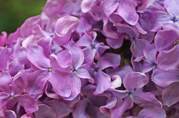 Lilac, purple and pink lilac flowers on a branch with green leaves on a spring sunny day