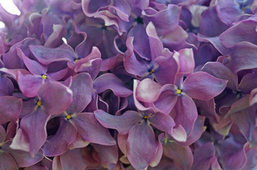 Lilac, purple and pink lilac flowers on a branch with green leaves on a spring sunny day