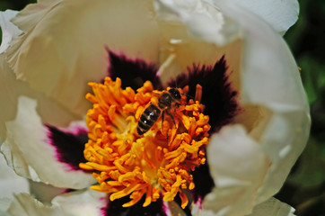 Fototapeta na wymiar A bee flies over a tree peony flower with white large petals and a yellow center on a bush with green leaves on a sunny spring day