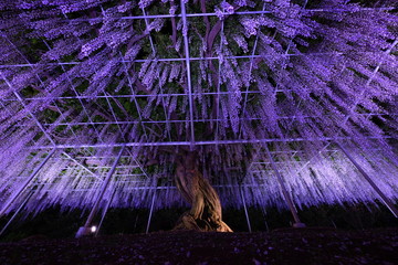 足利フラワーパーク