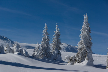 Amazing winter landscape of Plateau (Platoto) area ат Vitosha Mountain, Sofia City Region, Bulgaria