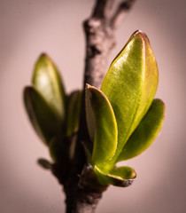 First spring burgeon bud of wild plants in the forest. Close-up macro photography.