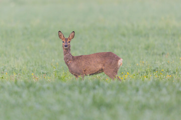 female roe deer (capreolus capreolus) standing in green grassland