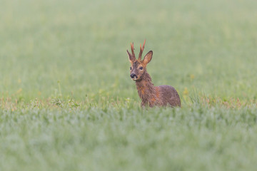 young male roe deer buck (capreolus capreolus) standing in green meadow