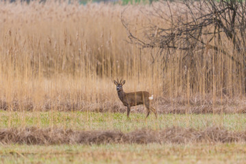 Naklejka na ściany i meble one male roe deer buck (capreolus capreolus) standing in reed grassland