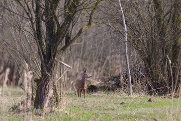 one young male roe deer (capreolus capreolus) standing between trees