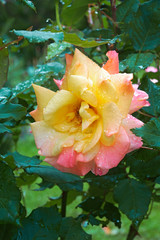 Hybrid rose (Rosa sp.)