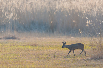 one young roebuck on glade with reed in backlight