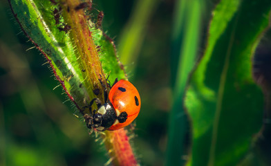 Ladybug