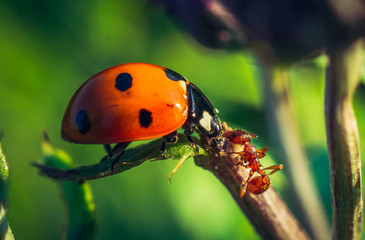 Ladybug
