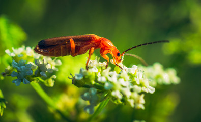 Beetle