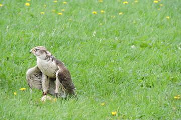 A portrait of a lanner falcon holding its prey in its sharp claws, green grass and yellow flowers...