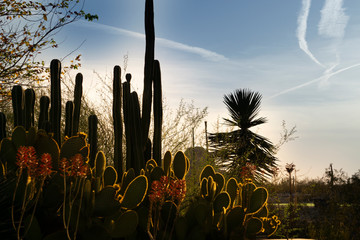A scene of different beautiful cactus in the evening at Desert Botanical Garden in Phoenix, Arizona.