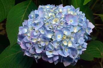 Bigleaf hydrangea (Hydrangea macrophylla). Called French hydrangea, Lacecap hydrangea, Mophead hydrangea, Penny mac and Hortensia also.