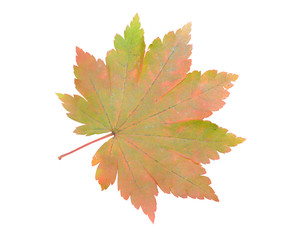 Leaf of maple 3