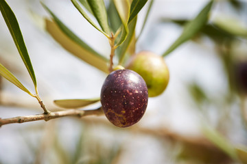 Olive tree