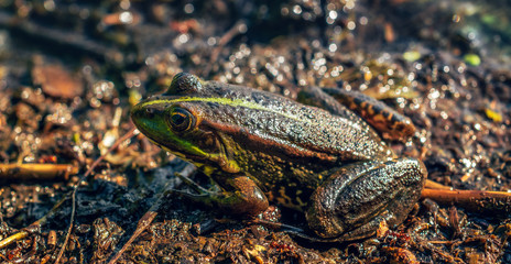 Frog