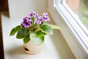 The purpul african saintpaulia on the window