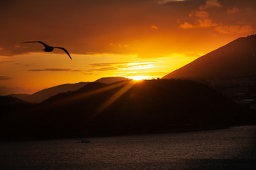 A bird flying as the sun in the orange sky as it sets behind the mountains as seen from a cruise ship in Caribbean.
