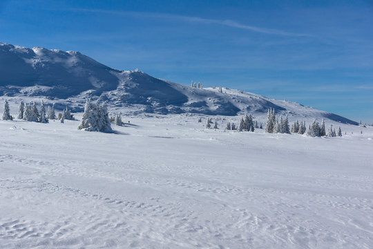 Amazing winter landscape of Plateau (Platoto) area ат Vitosha Mountain, Sofia City Region, Bulgaria