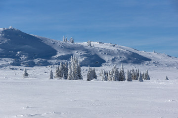 Amazing winter landscape of Plateau (Platoto) area ат Vitosha Mountain, Sofia City Region, Bulgaria