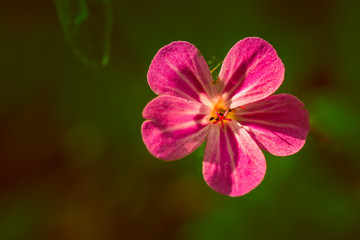 Summer field flowers