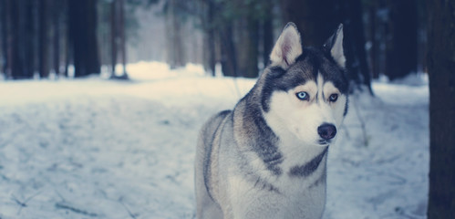 Husky dog breed stands in the forest in winter
